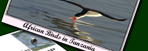 Birdlife in Tanzania - to experience African birdlife in Tanzania click for more info.